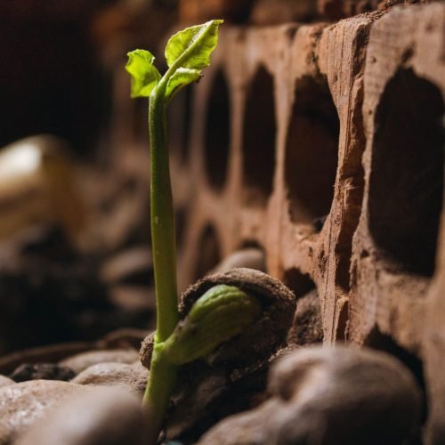 Construindo sua resiliência: estratégias para superar adversidades e se fortalecer